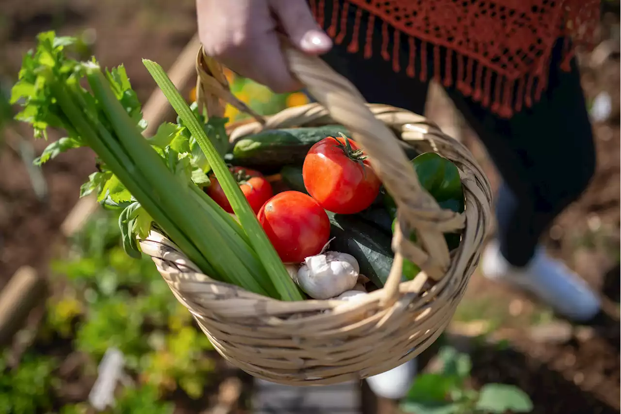 How do you know when a vegetable is ready for harvest? Here are some signs