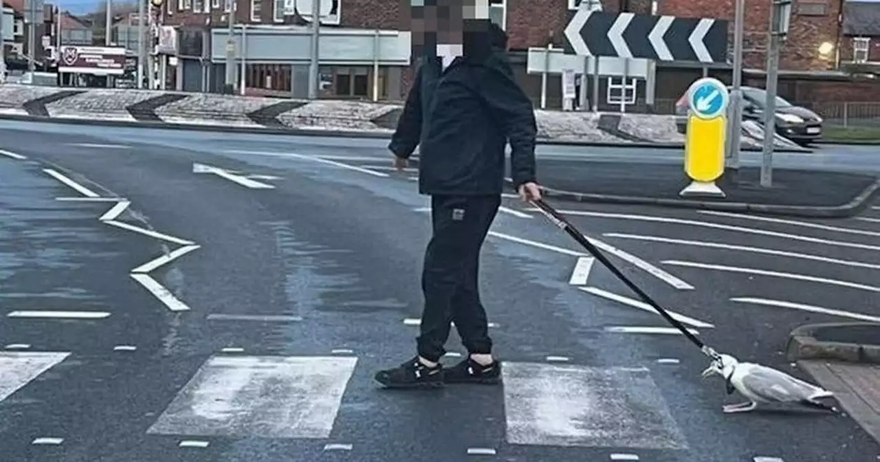 Seagull is put down after video showed the bird being dragged on a leash