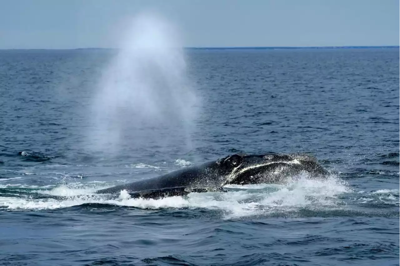 Landmark U.S. law saved whales through marine industries change