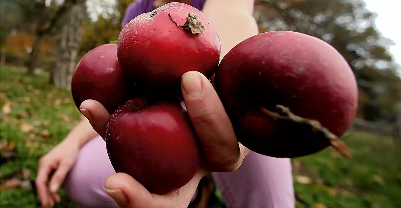 Kalte Zeiten: Obst- und Gemüsebauern sehen Ernte noch nicht in Gefahr