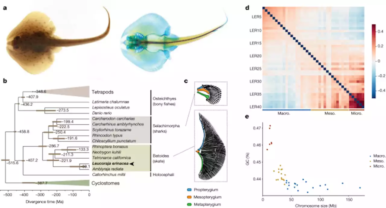 The little skate genome and the evolutionary emergence of wing-like fins - Nature