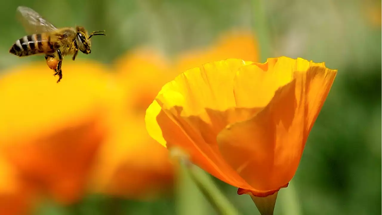 Rainy Winter Means Big Bloom Boom Could Boost Bee Population