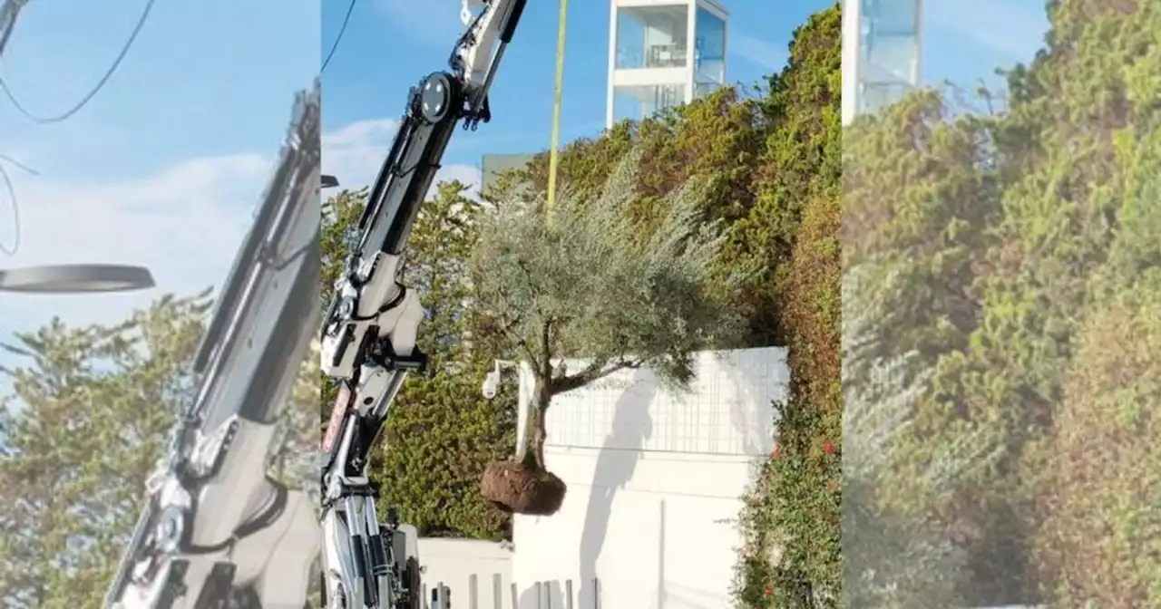 ¿Shakira se llevó a Miami un árbol que estaba en su casa de Barcelona?