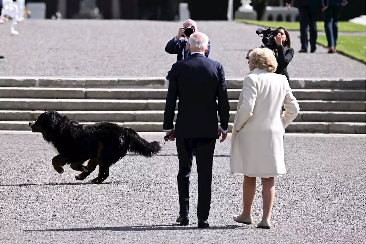 Biden gets snubbed by Irish President Michael Higgins’ dog