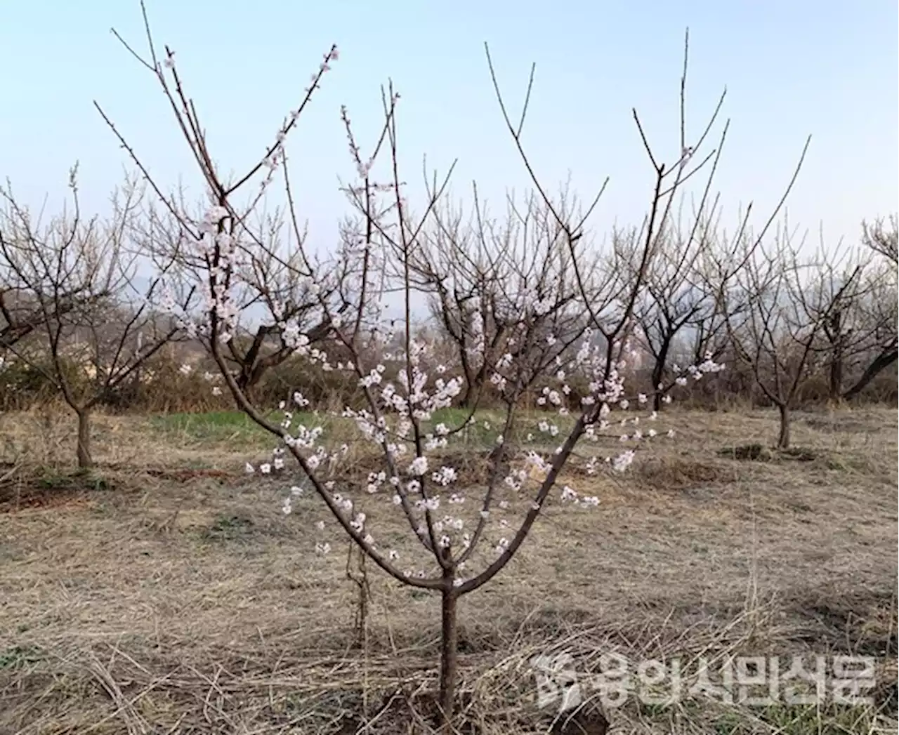 먹다 지치는 토마토, 나눠주기 바쁜 상추... 무얼 심어야 좋을까