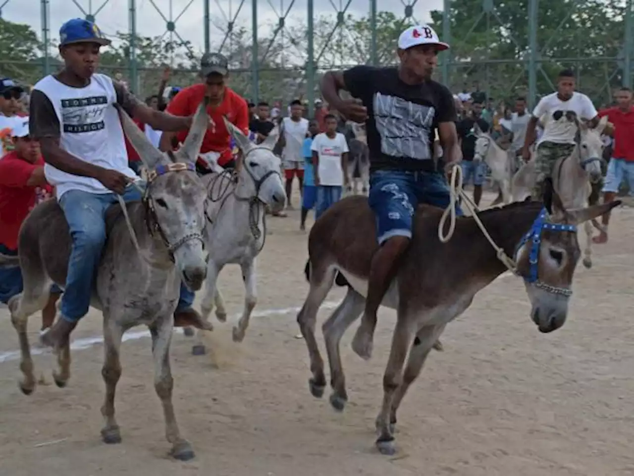 San Antero le rinde homenaje al burro