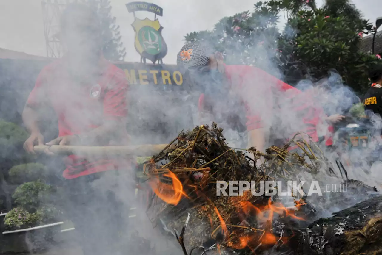 40 Kilogram Ganja Dimusnahkan di Depok |Republika Online