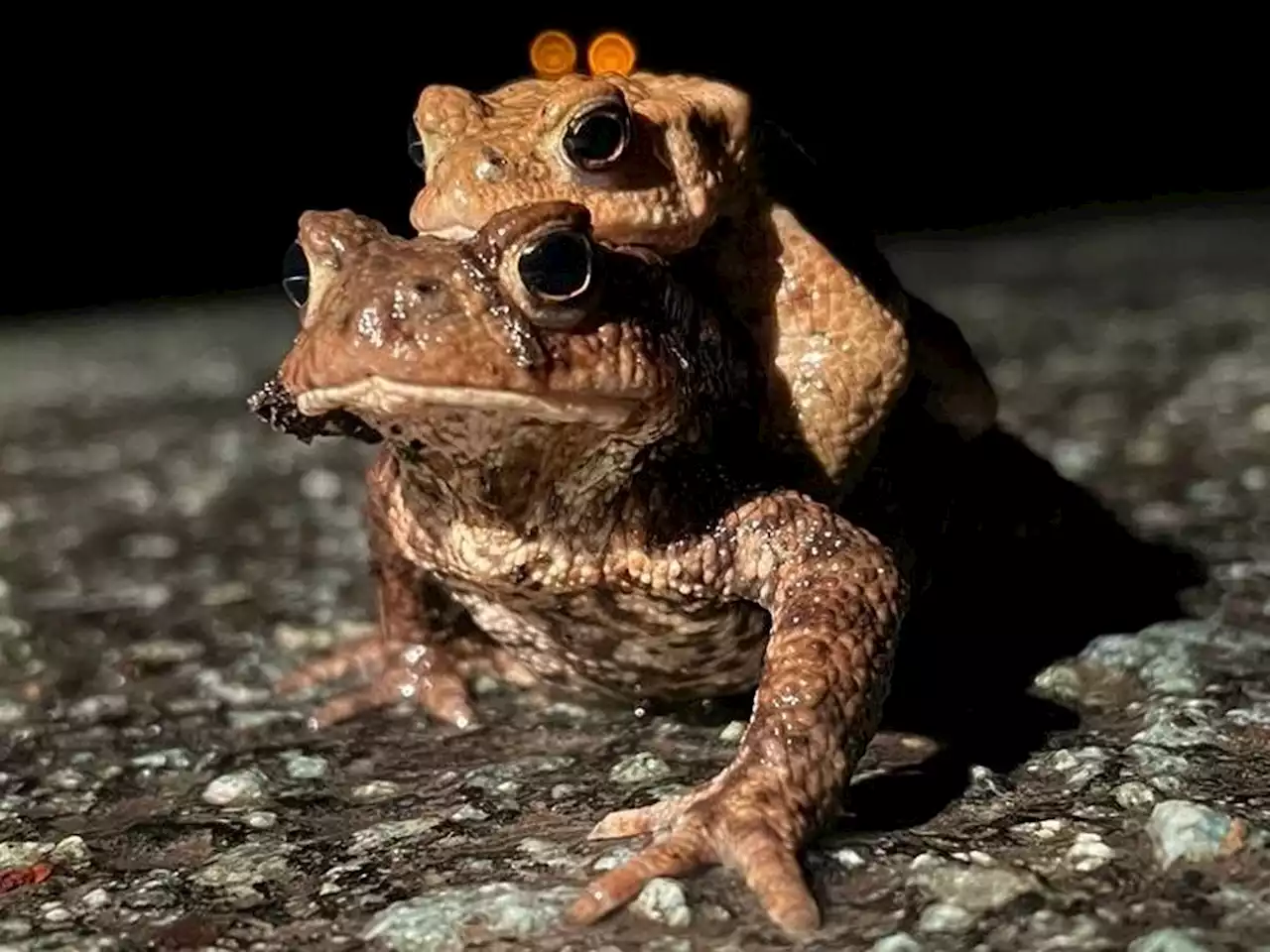 Toad-ally awesome result as thousands of amphibians are saved by toad patrol