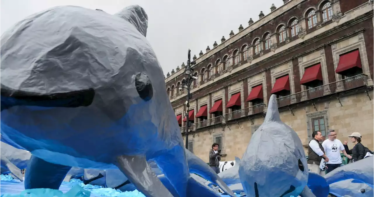 Convención Internacional aprueba el plan de México para proteger a la vaquita marina