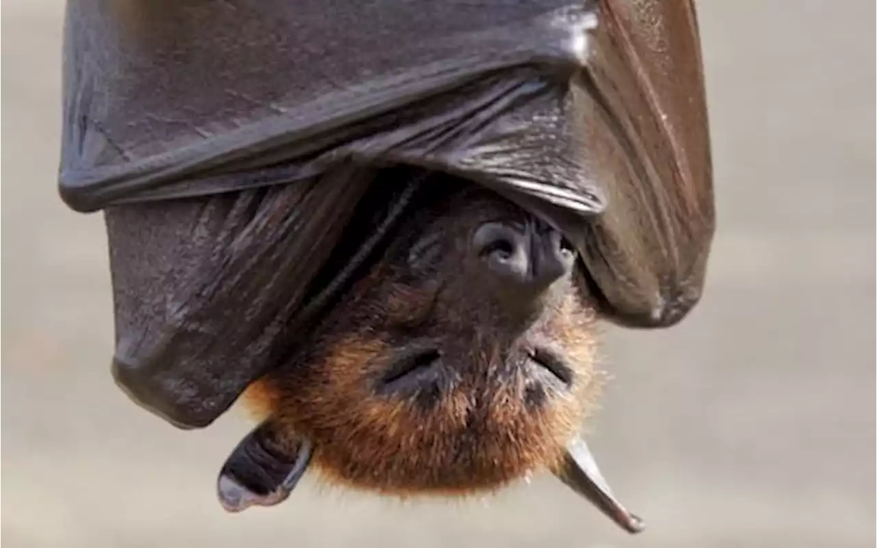 Trasporta pipistrelli fritti, 31enne rimpatriato in Italia