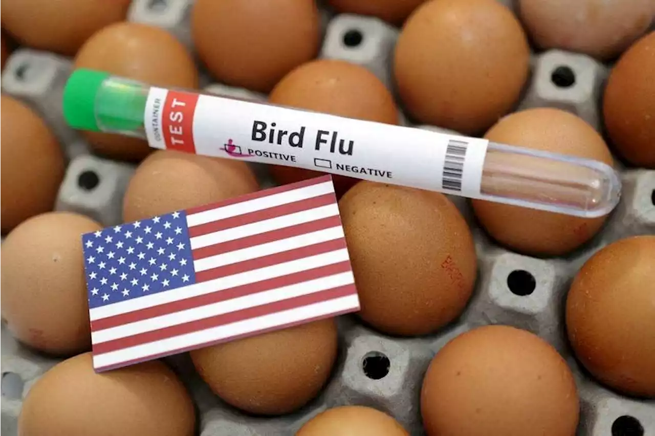 US begins testing bird flu vaccines for poultry after record outbreak