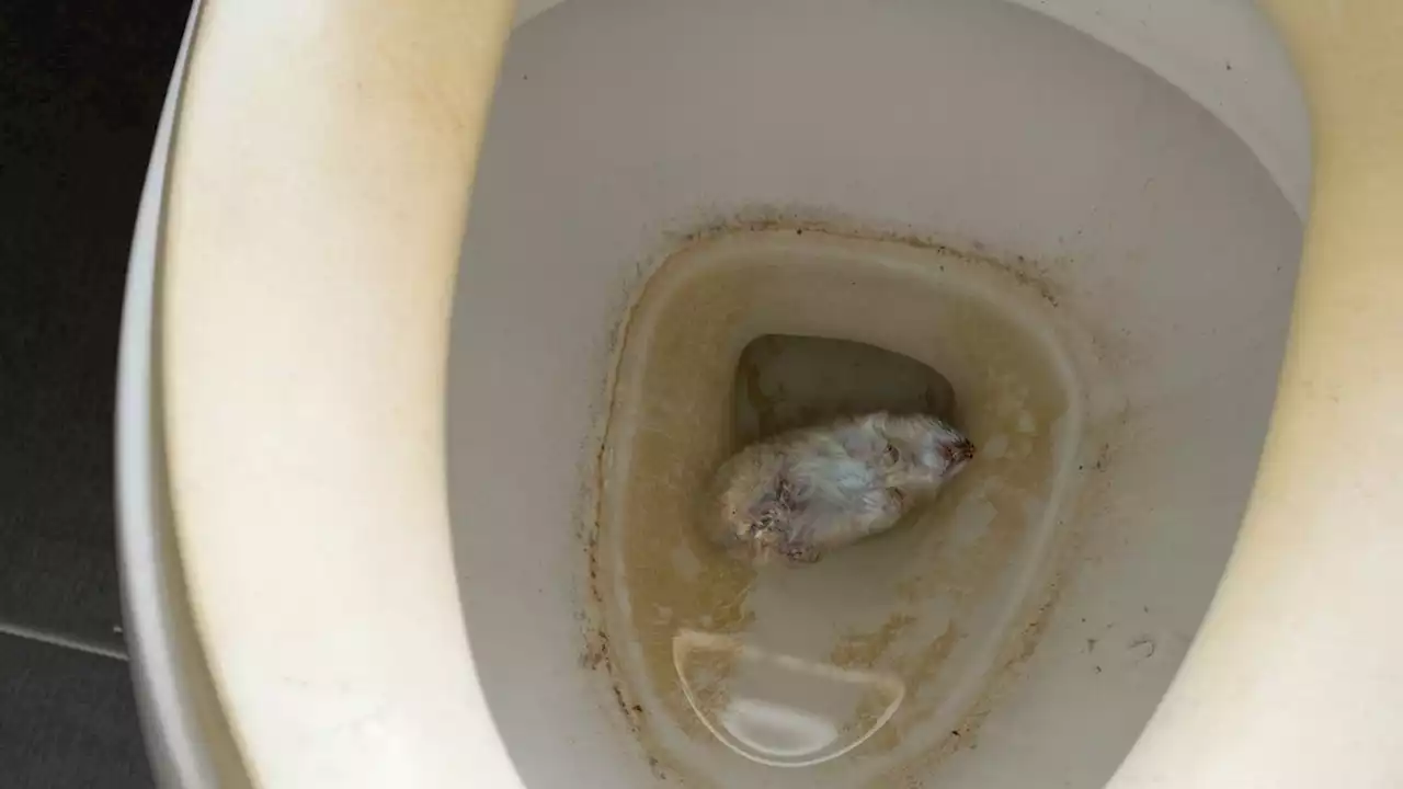 Idaho Public School Just Dead Hamster Floating In Toilet