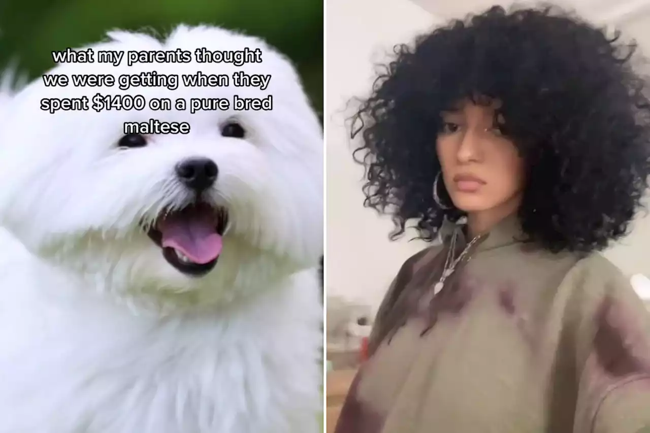 My parents spent £1,100 on a purebred Maltese - they got a terrible wannabe