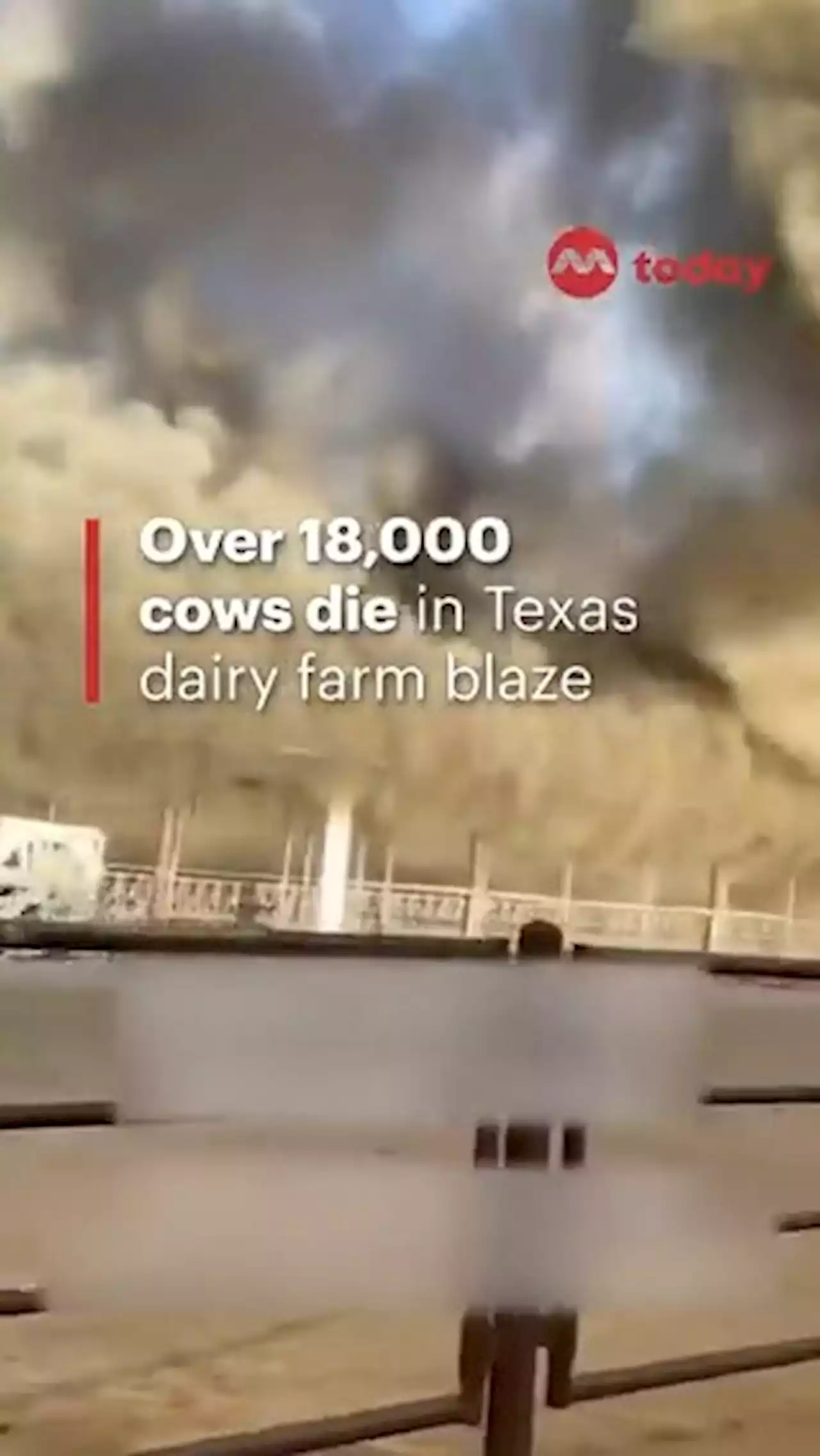 Over 18,000 cows die in Texas dairy farm blaze