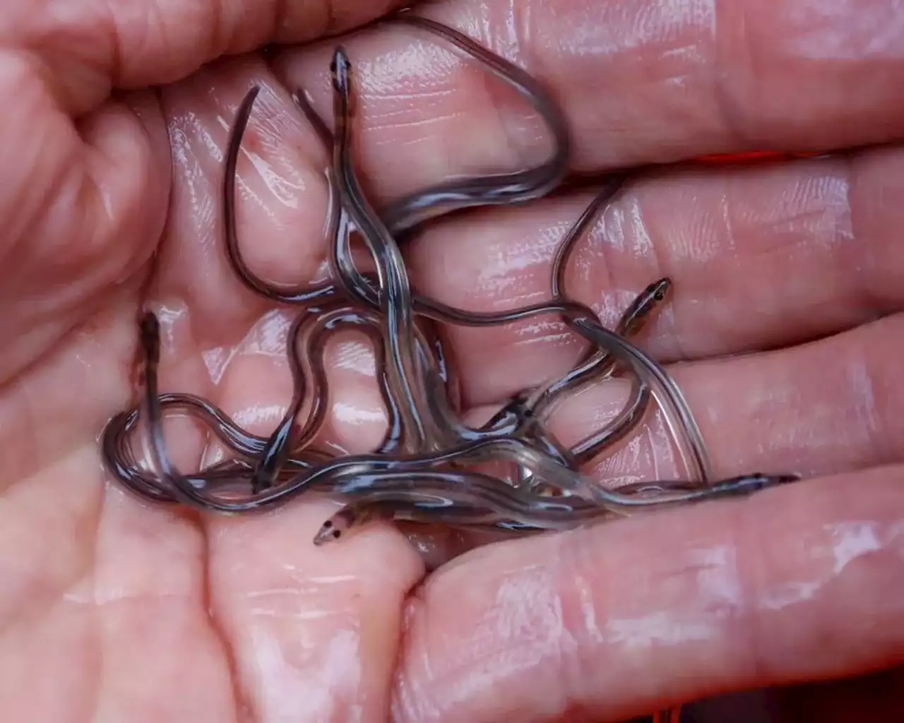 Charges laid in Nova Scotia after dispute over fishing of baby eels turns violent