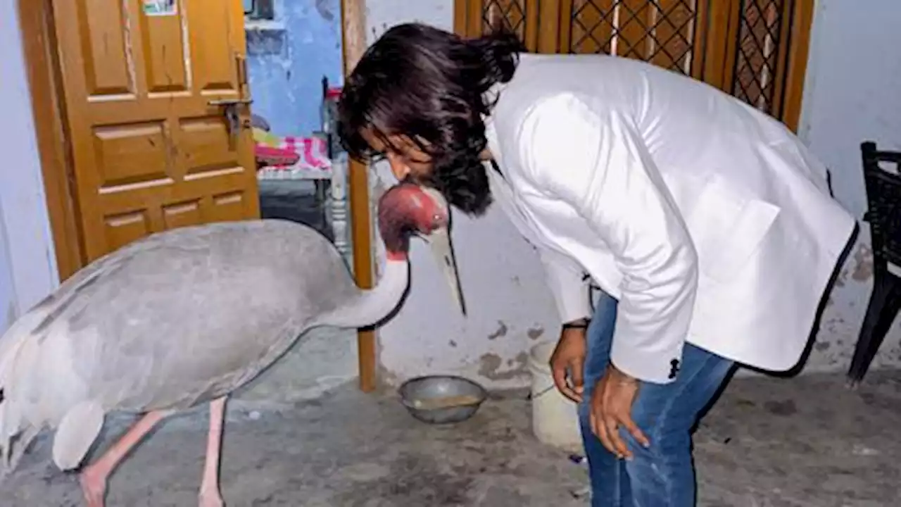 'Crane committed no crime': Indian farmer seeks winged friend's freedom