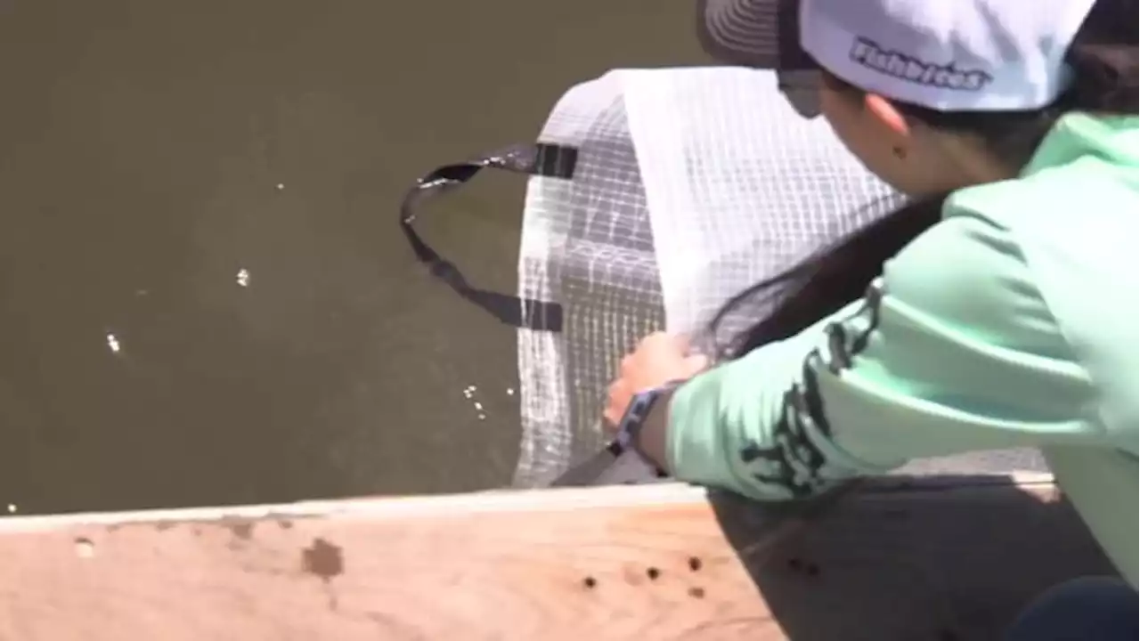 8,000 redfish released at Oak Harbor boat ramp at Mayport