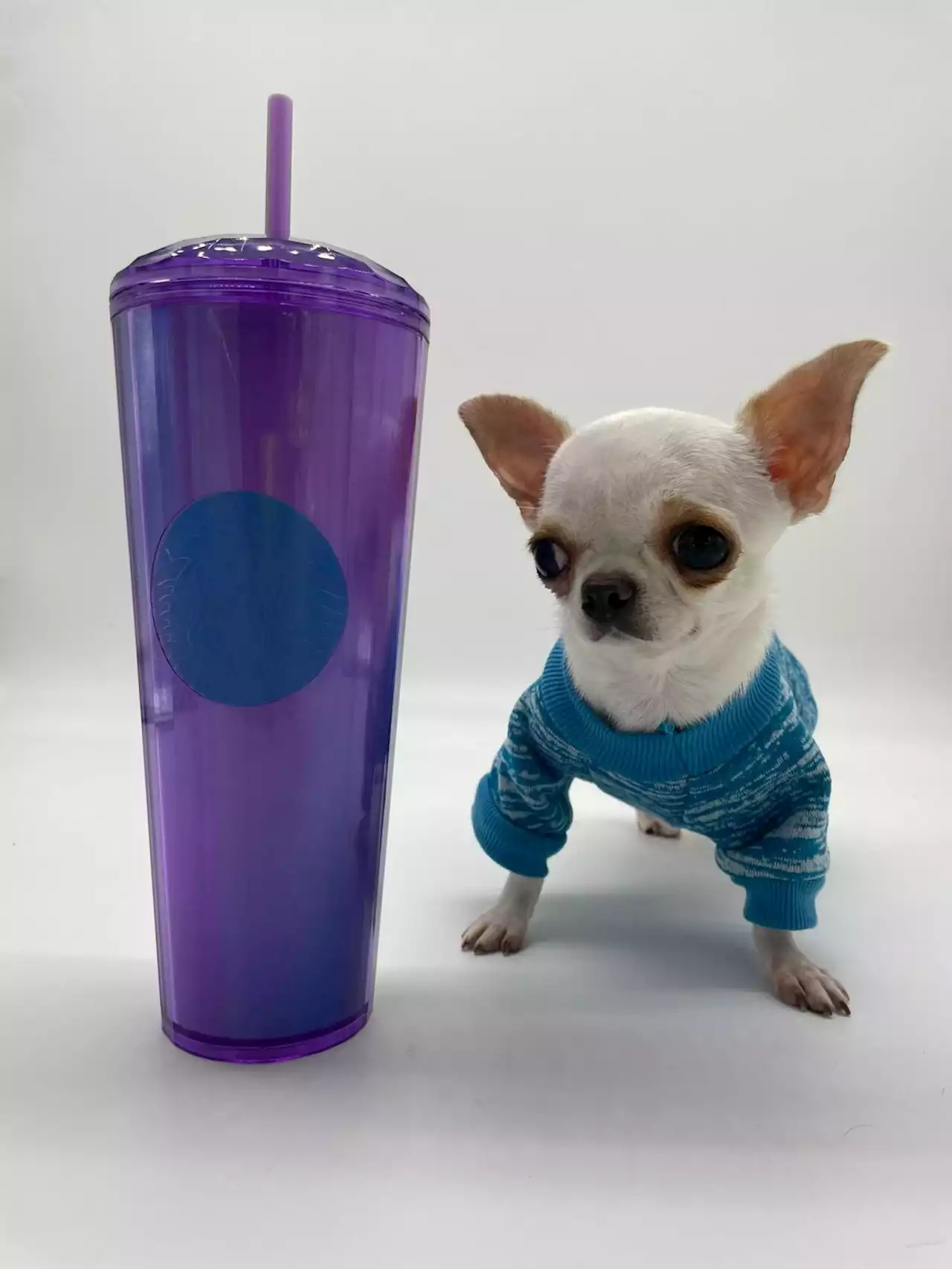 Shortest living dog in the world: Florida chihuahua named Pearl takes Guinness World Record