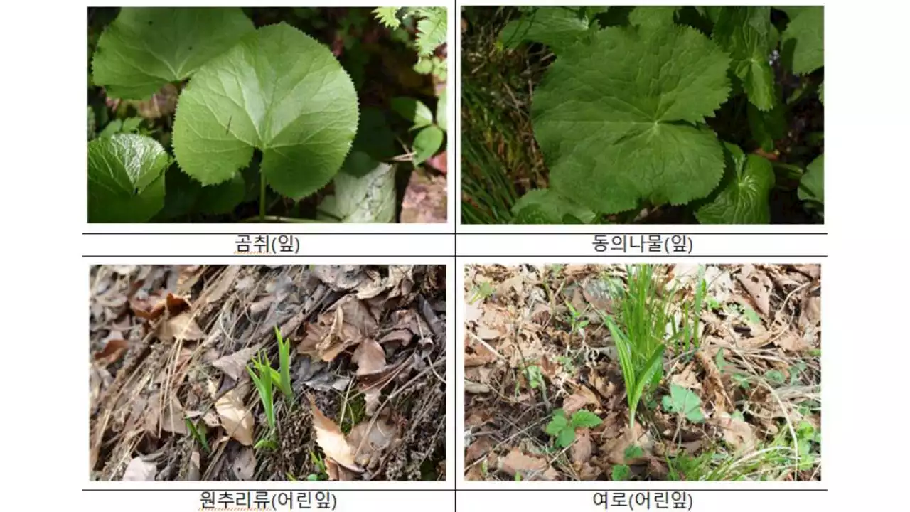 곰취·명이나물인 줄 알았는데 독초...봄철 산나물 주의