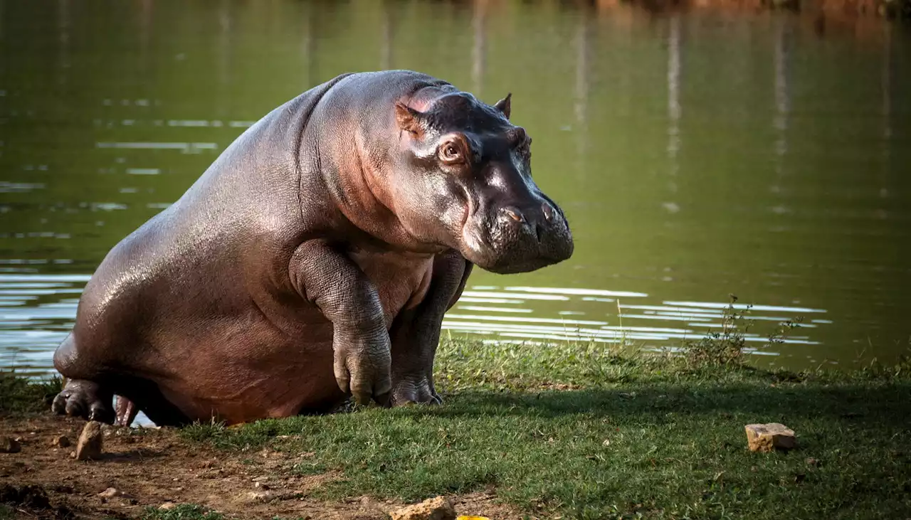 MinAmbiente estudia 'caza de control' para manejar hipopótamos de Pablo Escobar