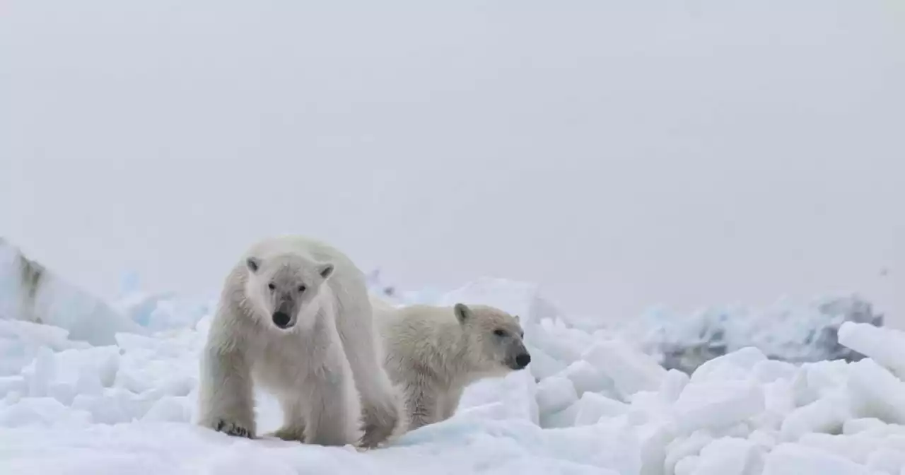 Scientists are identifying polar bears in Alaska by the DNA left on their footprints