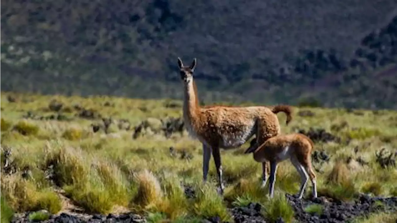 El guanaco, una 'oportunidad única' para disminuir los procesos de desertificación