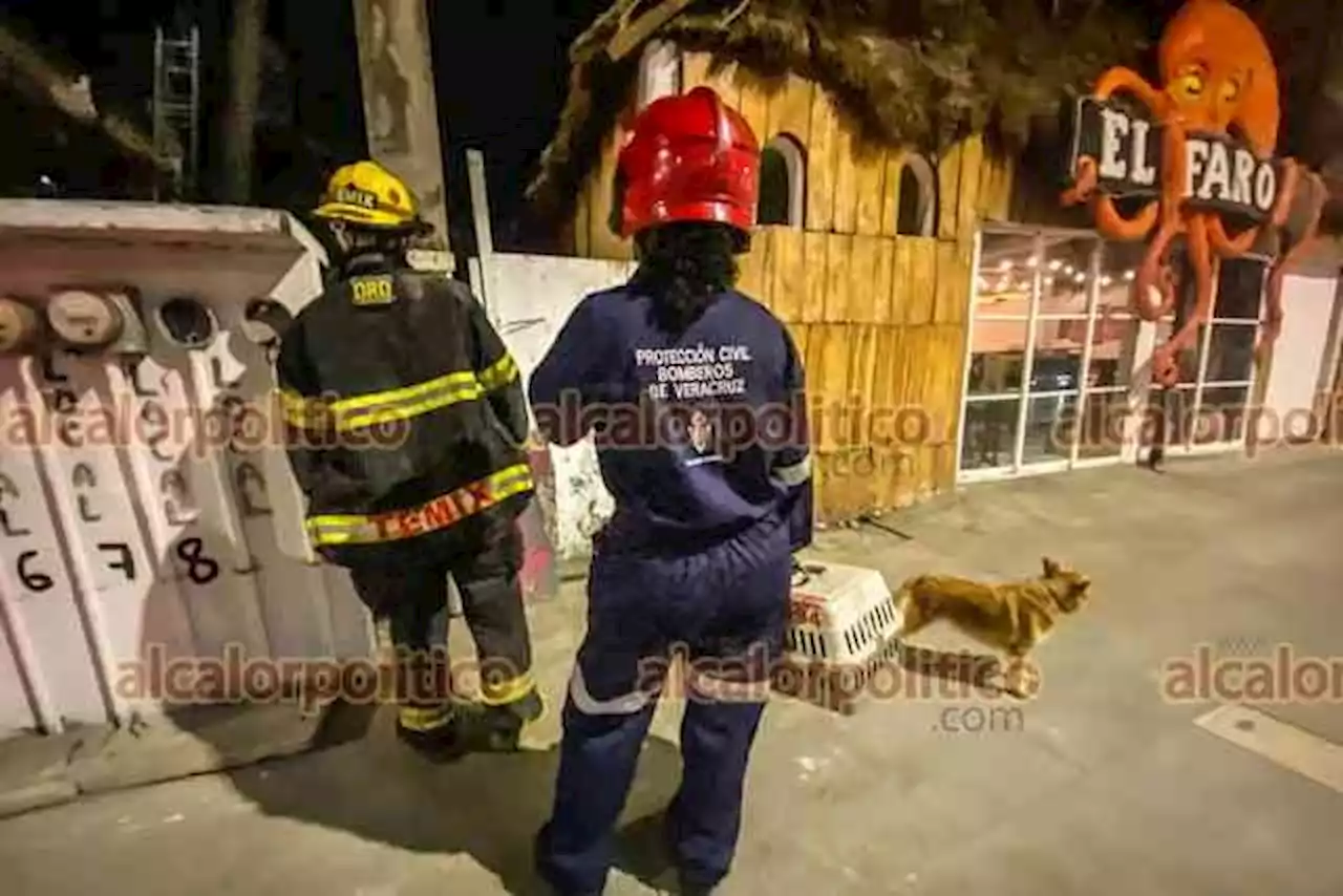 Gato extraviado movilizó a ciudadanos y hasta bomberos, en Veracruz Puerto