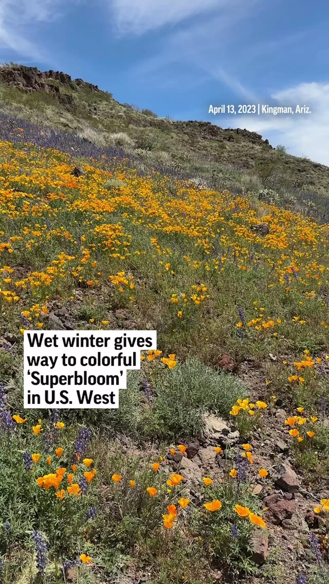 Wet winter gives way to colorful 'Superbloom' in US West