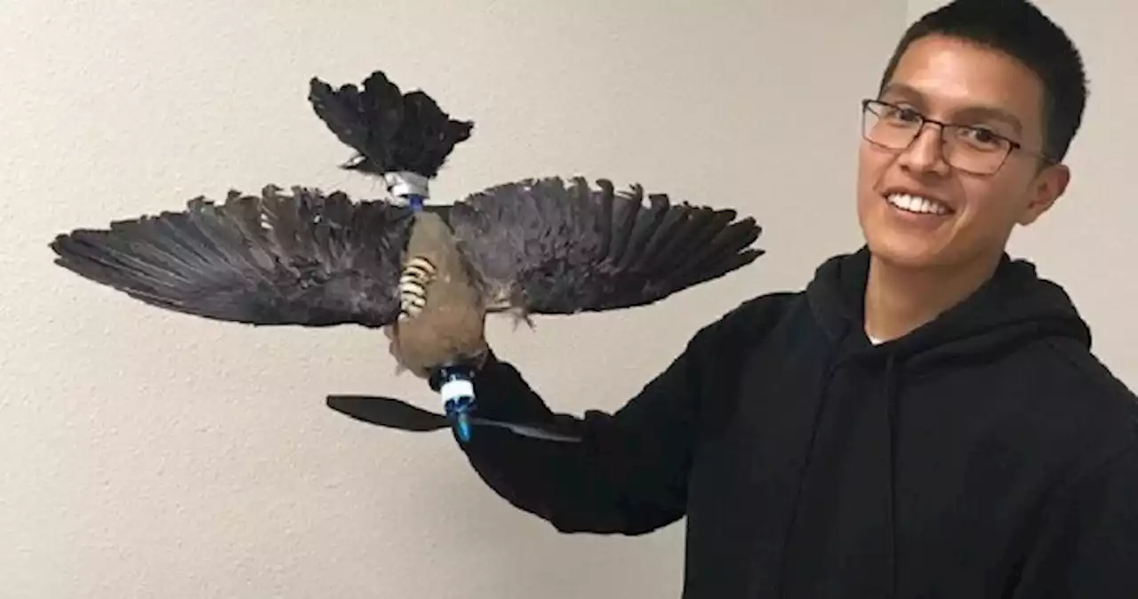 Dead birds get new life: New Mexico researchers develop taxidermy bird drones