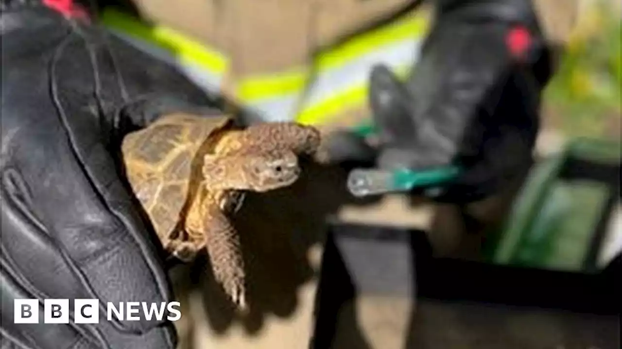 Tortoise helped by pet oxygen mask after Tisbury house fire