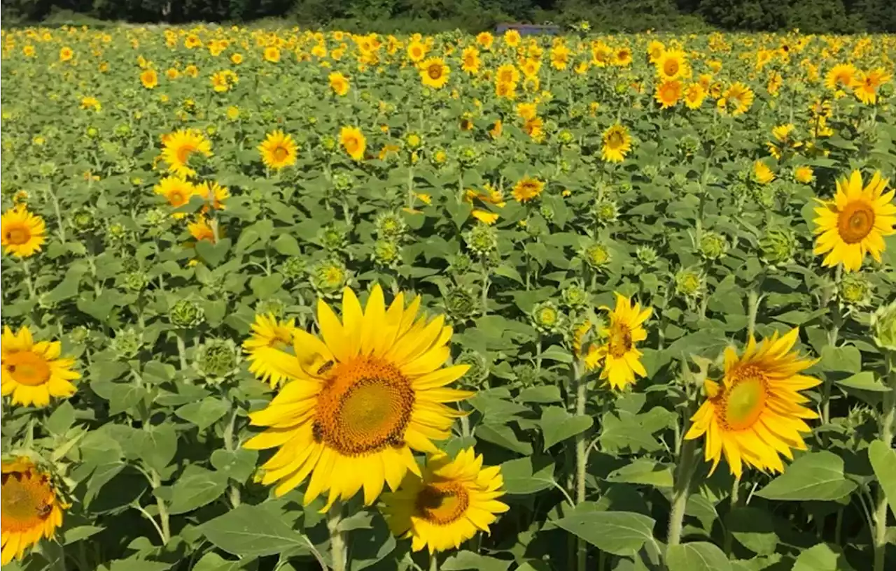 Plants can actually scream, and the sounds are so weird and haunting