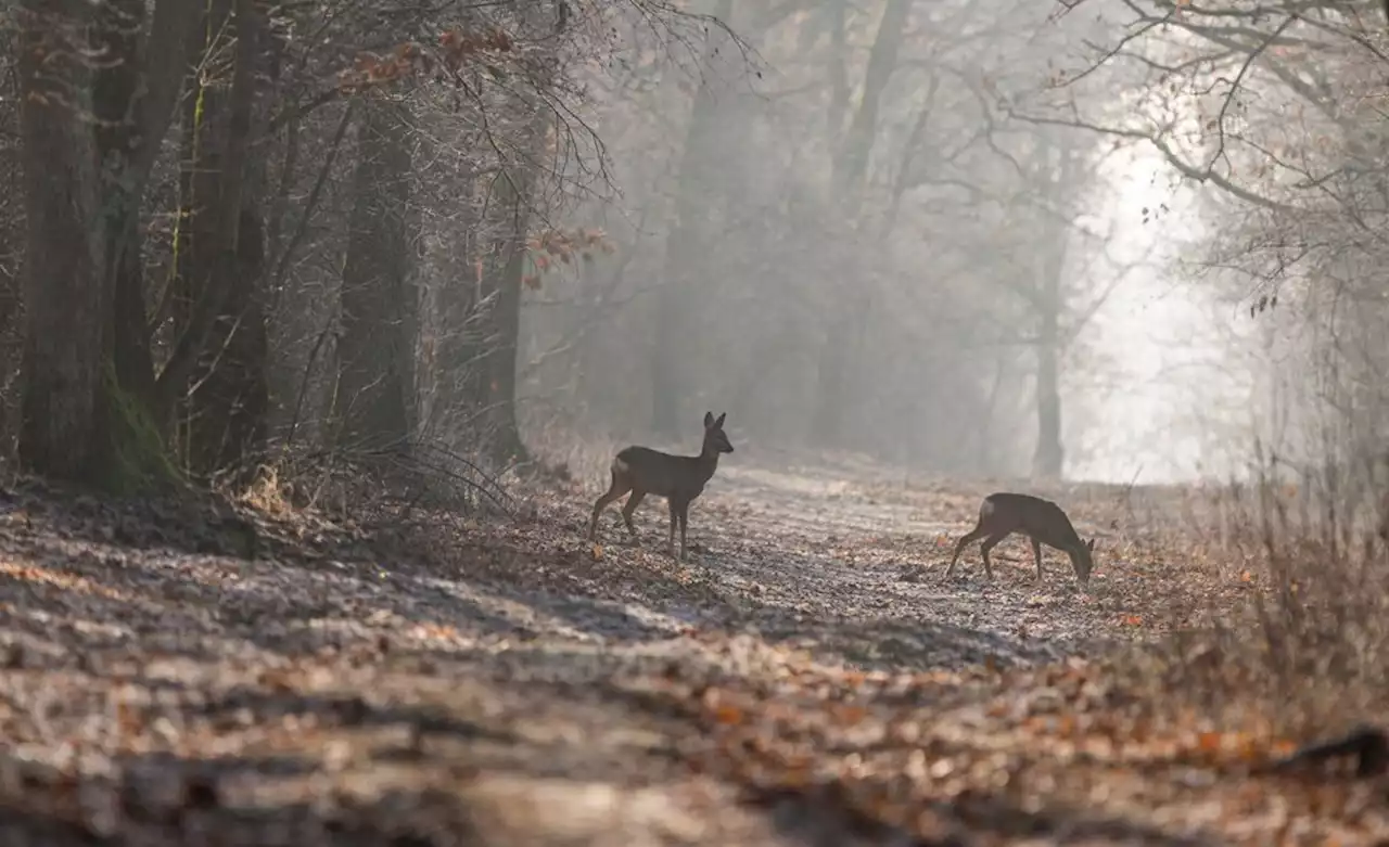 Jagd im Klimawandel: Rehe schon im April schießen?