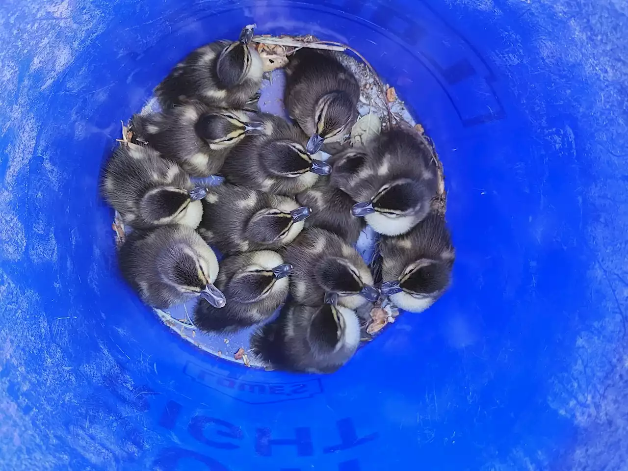 Paso Robles firefighters rescue ducklings from storm drain