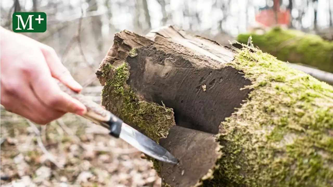 Berlin: Toxische Baum-Krankheit - Pankow reagiert drastisch