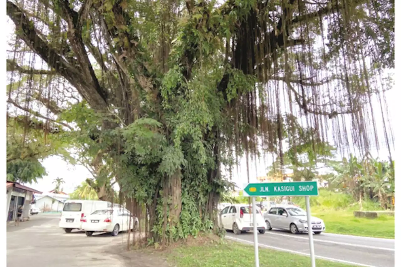 Century-old Kasigui raintrees won’t be chopped down