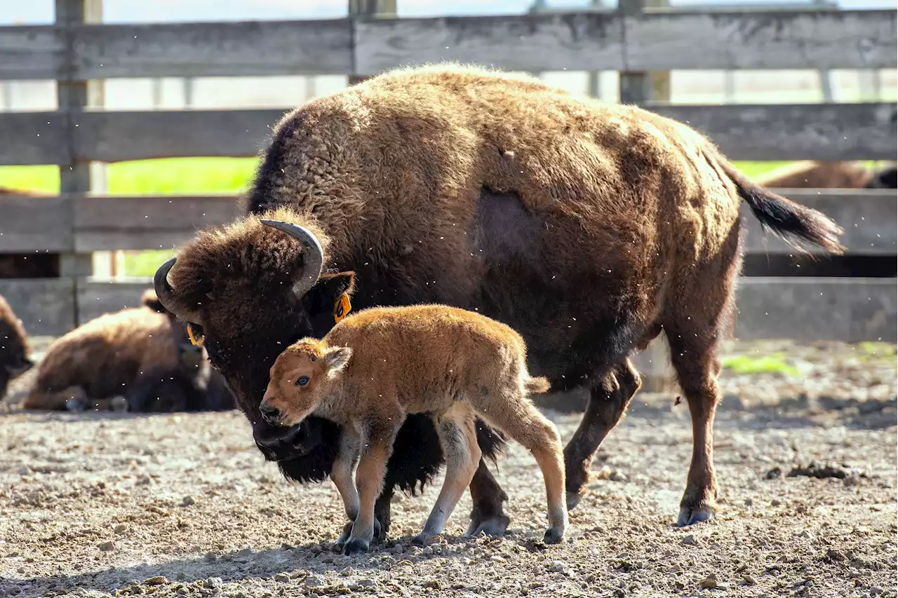 Fermilab welcomes first baby bison of spring