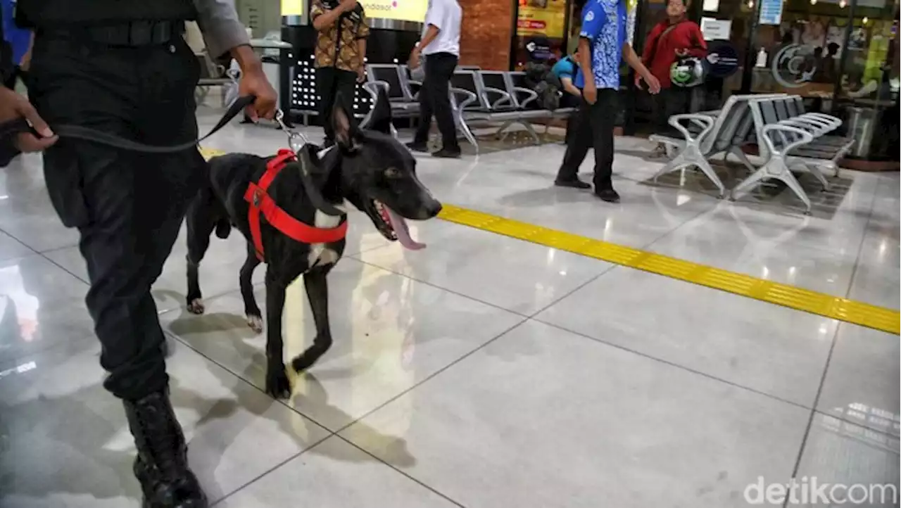 Anjing Pelacak Sisir Stasiun Gambir Jelang Puncak Arus Mudik