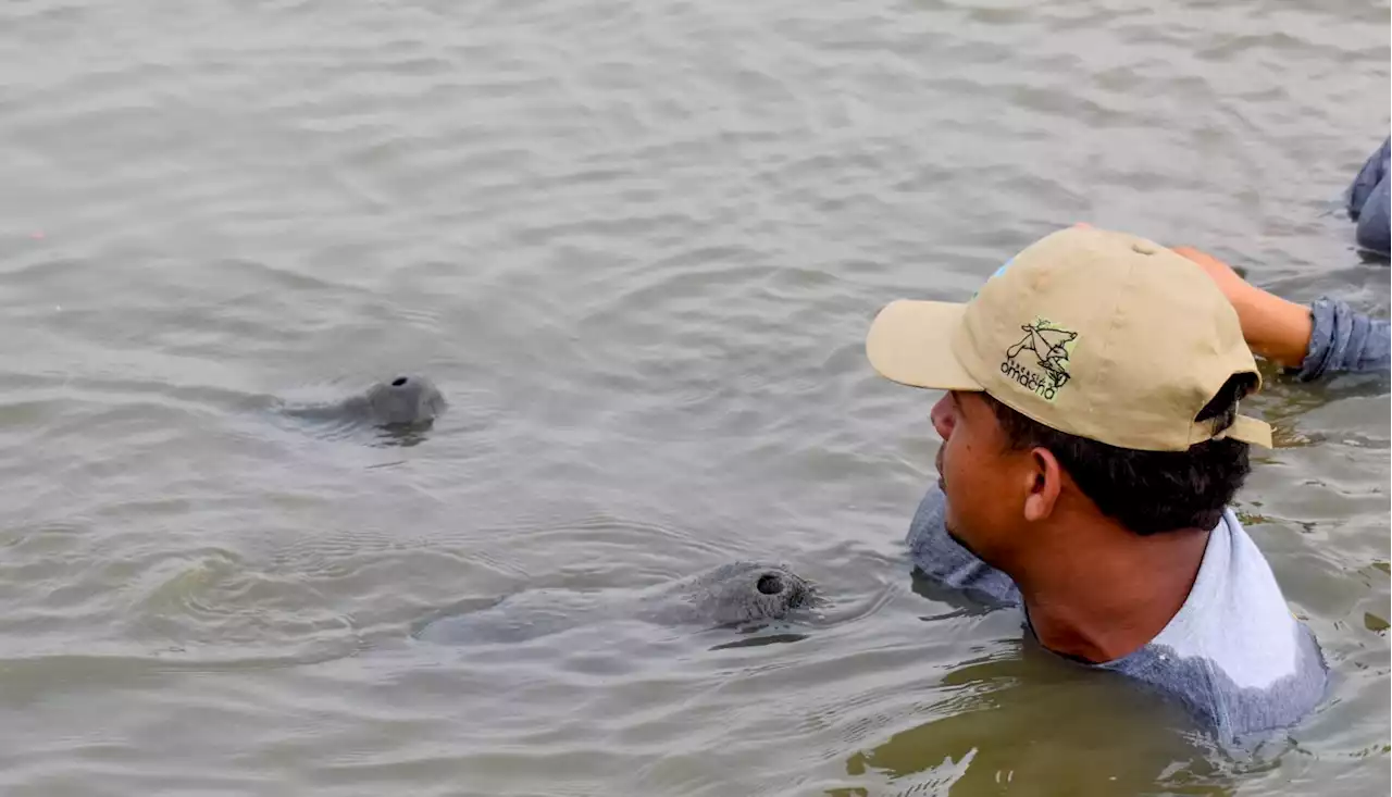 Córdoba: reportan el nacimiento de la cuarta cría de la manatí María del Mar