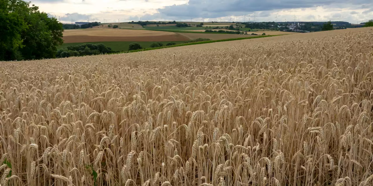 La Pologne interdit les importations de céréales d'Ukraine pour protéger ses agriculteurs