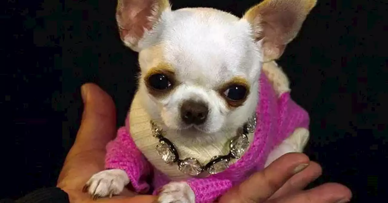 Una tierna chihuahua de bolsillo es la perra más pequeña del mundo, según el Récord Guinness