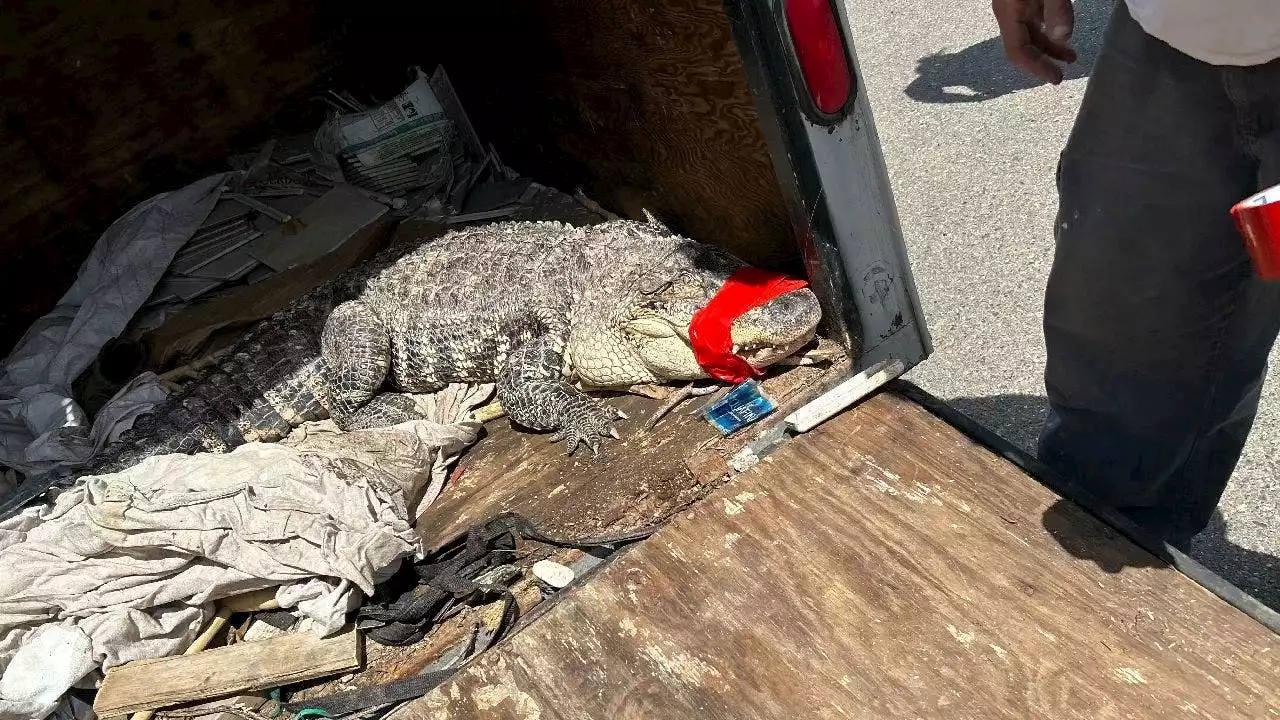 7-foot alligator found in California river dies after rescue