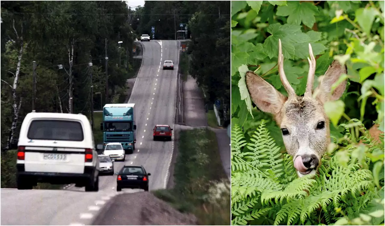 Här är det störst risk att krocka med älg och rådjur