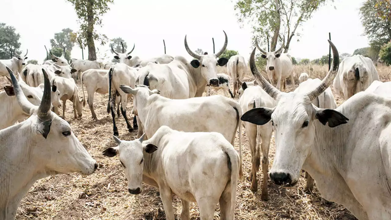 FG pledges commitment to empowering nomads | The Guardian Nigeria News - Nigeria and World News