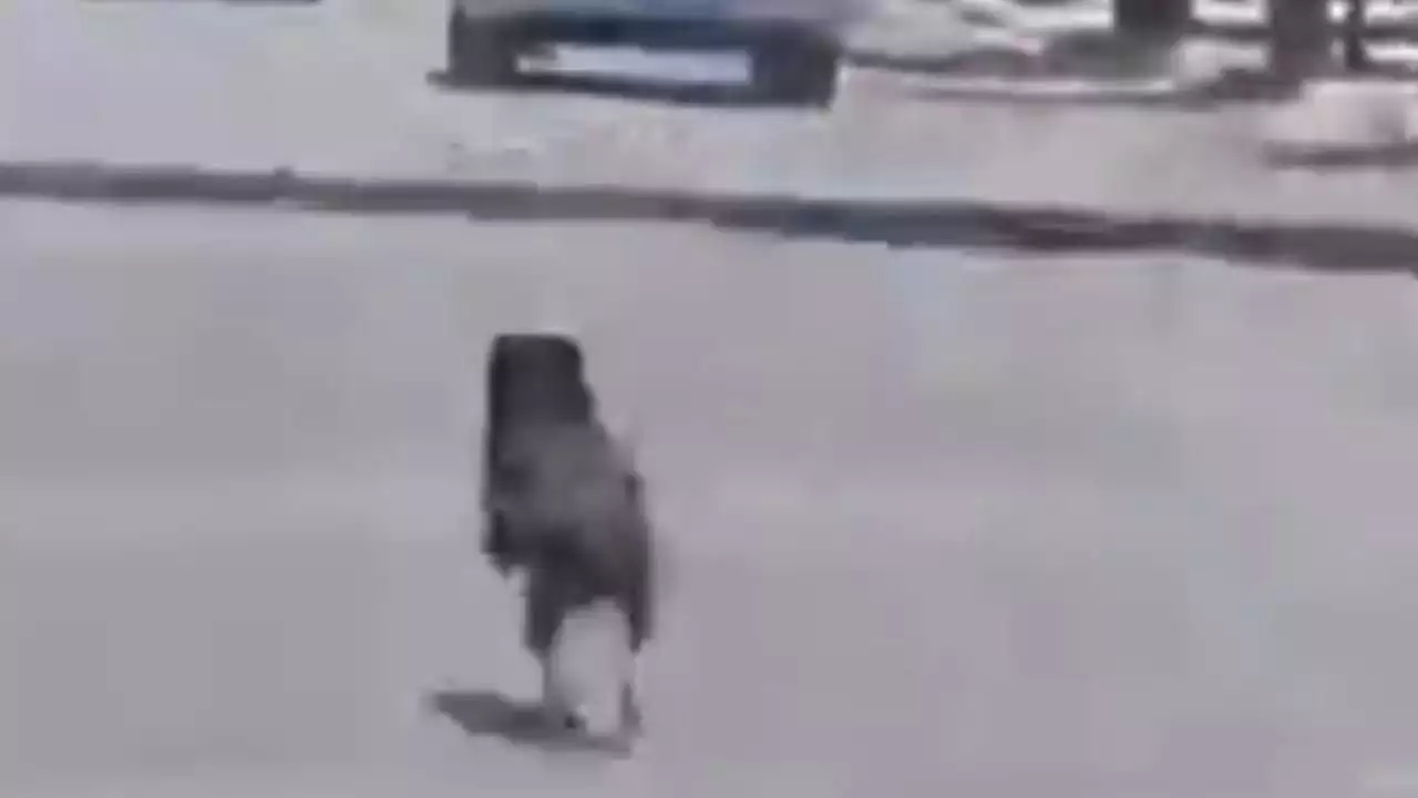 VIDEO | Indignación en Jalisco: mujer abandona a sus dos perritos en la calle y conductores la enfrentan