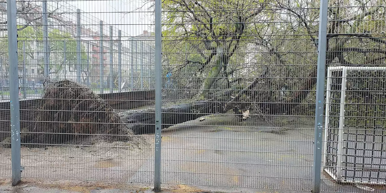 Sturmschäden in Wien! Riesiger Baum kracht auf Spielplatz