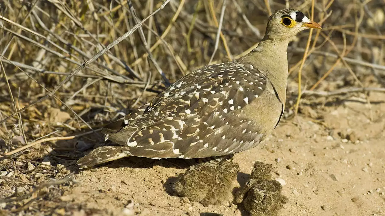 African sandgrouse inspires a new design for more efficient water bottle