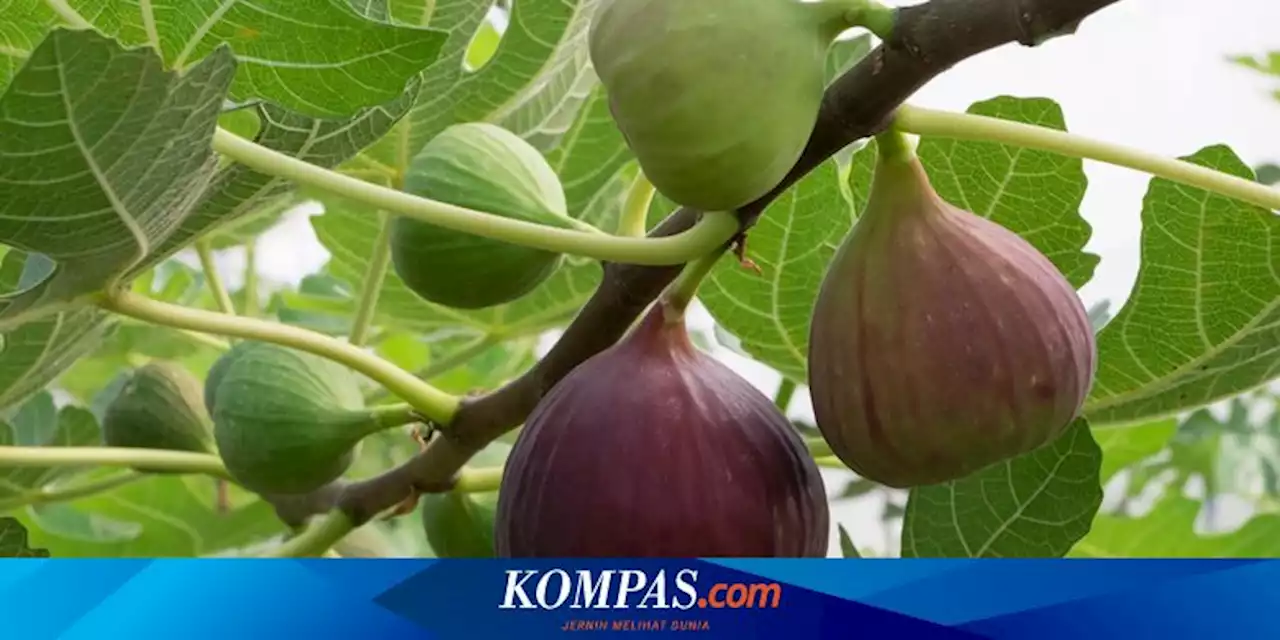 Mengenal Buah Tin, Tanaman yang Dibudidayakan Selama Berabad-abad