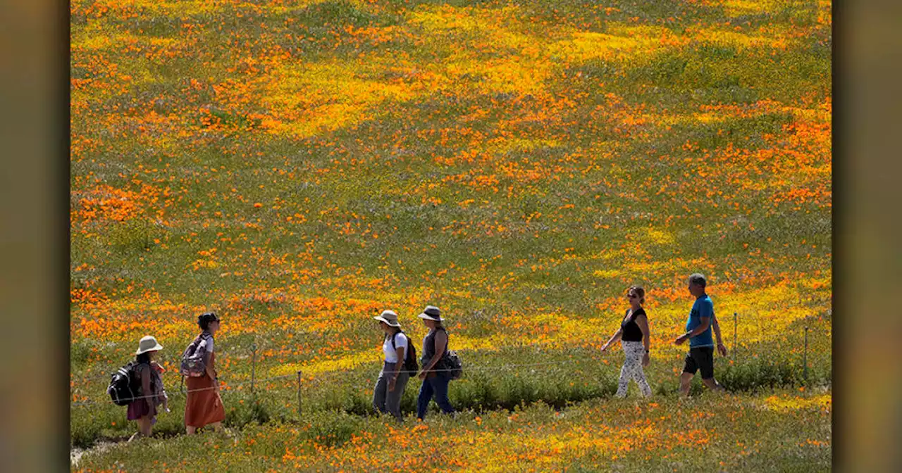 Wildflower 'superbloom' blazes across California in wake of wet winter