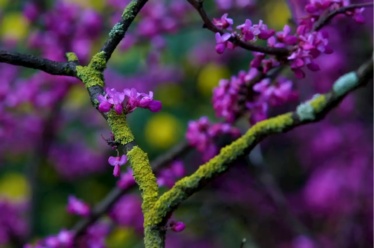 What to do when something weird is growing on tree bark