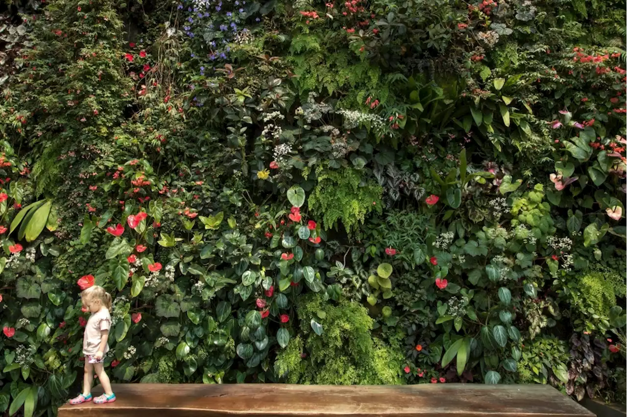 What you need to know about creating a living garden wall